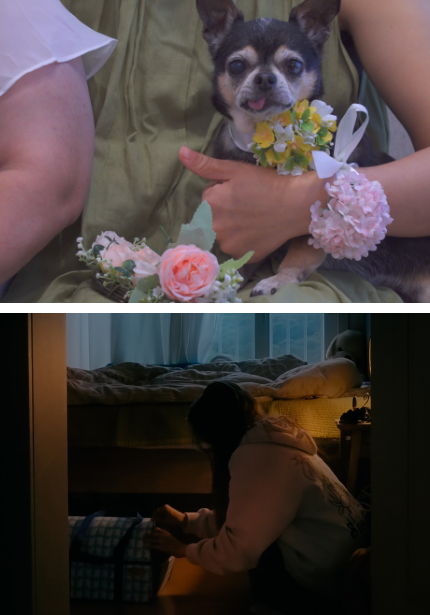 제7회 부산해운대 국제동물영화제 '마루와 내 친구의 결혼식', '별나라 배나무' 관람 신청의 파일이미지