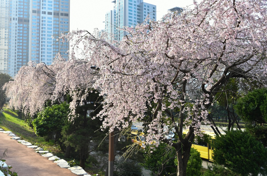 190327-......... 벗꽃 1번째 이미지