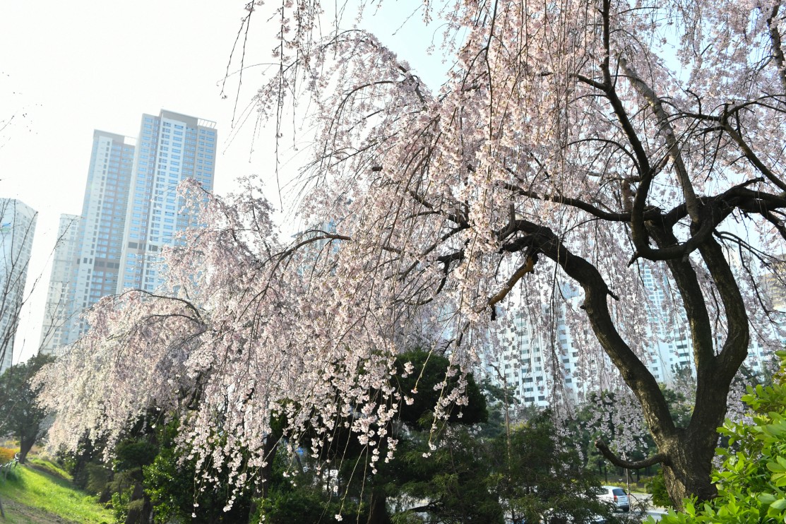 190327-......... 벗꽃 2번째 이미지