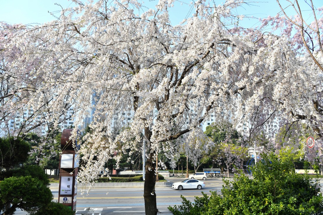 190327-......... 벗꽃 3번째 이미지