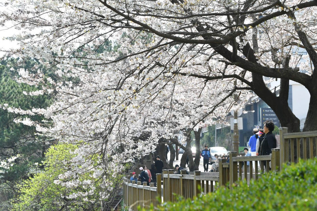 190327-......... 벗꽃 6번째 이미지