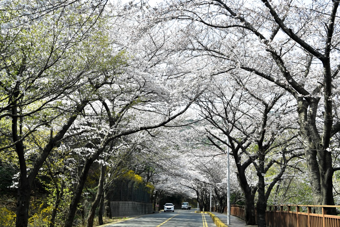 190327-......... 벗꽃 7번째 이미지