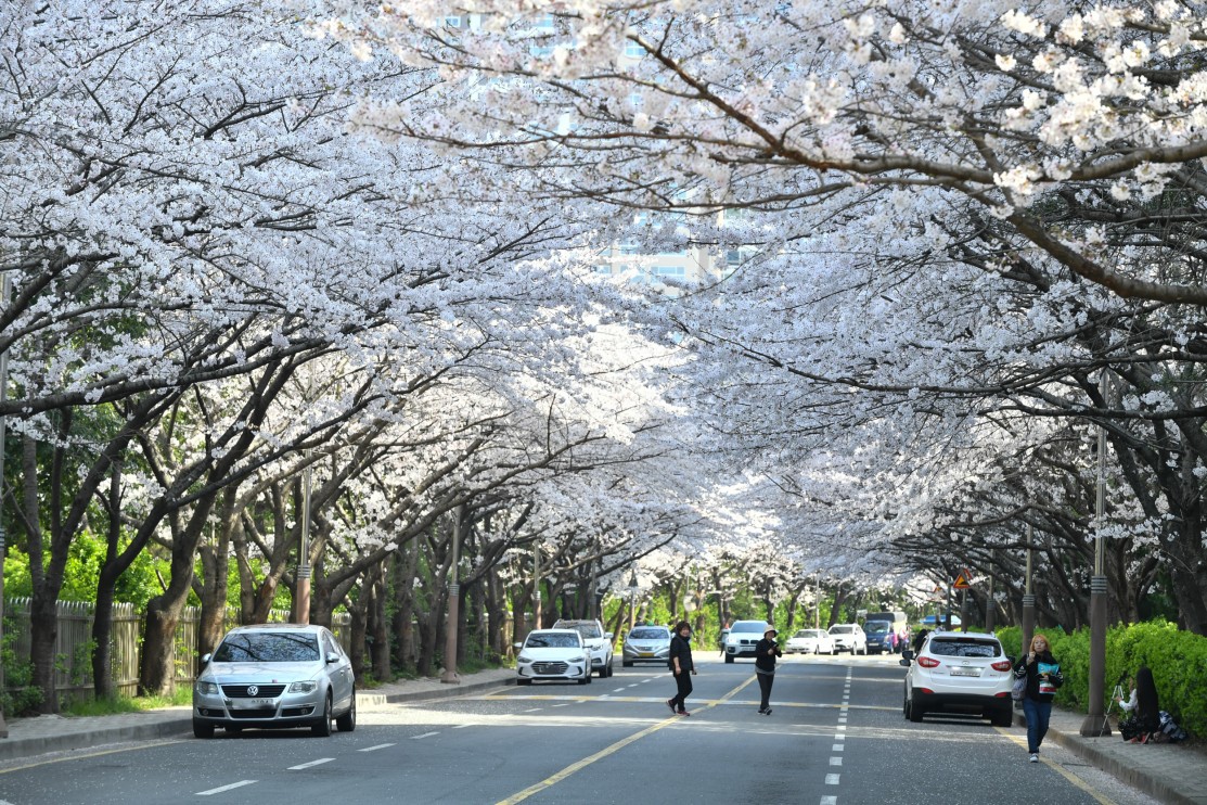 190327-......... 벗꽃 9번째 이미지