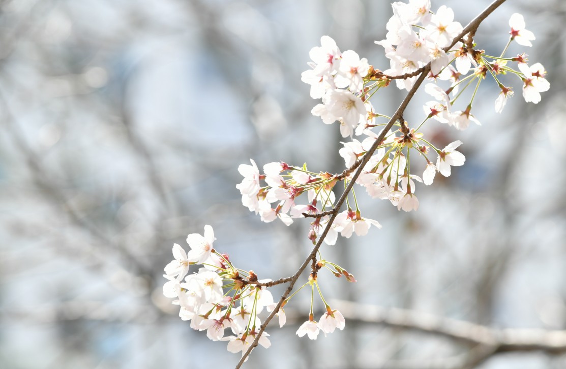 190327-......... 벗꽃 11번째 이미지