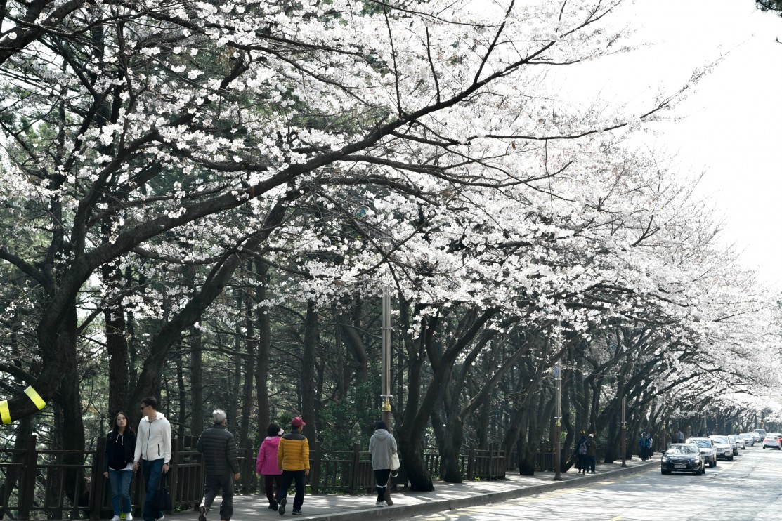 190327-......... 벗꽃 14번째 이미지