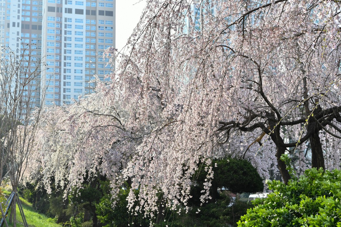 190327-......... 벗꽃 16번째 이미지