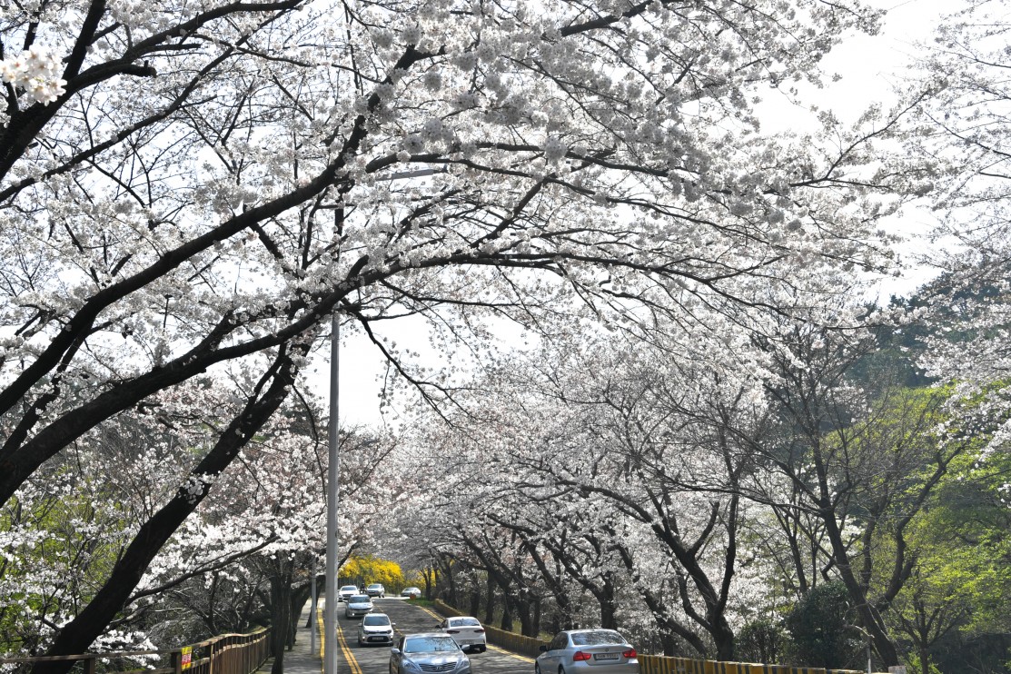 190327-......... 벗꽃 19번째 이미지