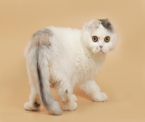 [고양이-스코티시폴드] 쪼꼬미(입양완료)