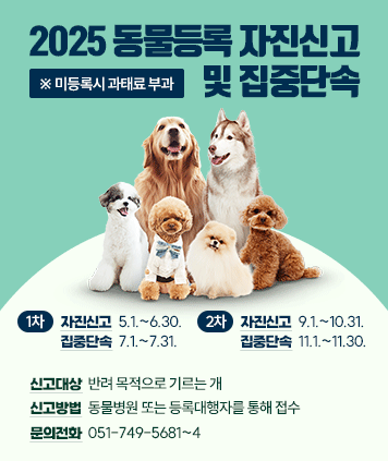 2025 동물등록 자진신고 및 집중단속
※ 미등록시 과태료 부과

1차: 자진신고 5.1.~6.30. 집중단속 7.1.~7.31.
2차: 자진신고 9.1.~10.31. 집중단속 11.1.~11.30.

신고대상: 반려 목적으로 기르는 개
신고방법: 동물병원 또는 등록대행자를 통해 접수
문의전화: 051-749-5681~4

