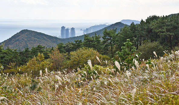 억새밭 좌측 이미지
