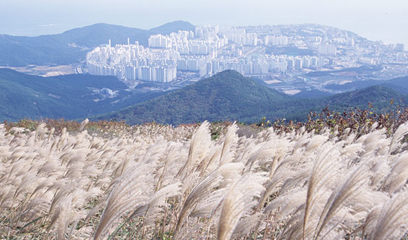 억새밭 우측 이미지