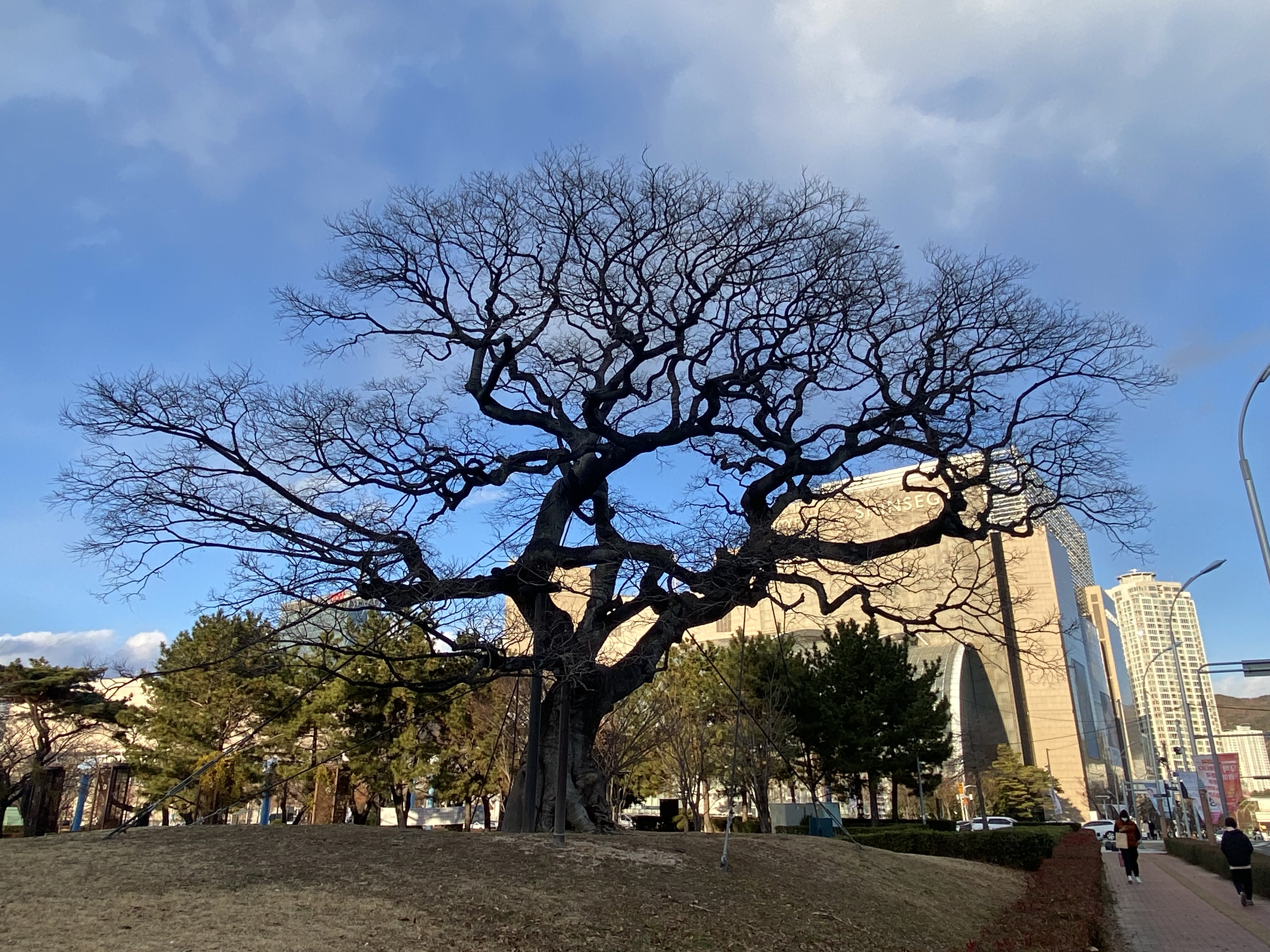 <해운대의 나무> 수영강 팽나무