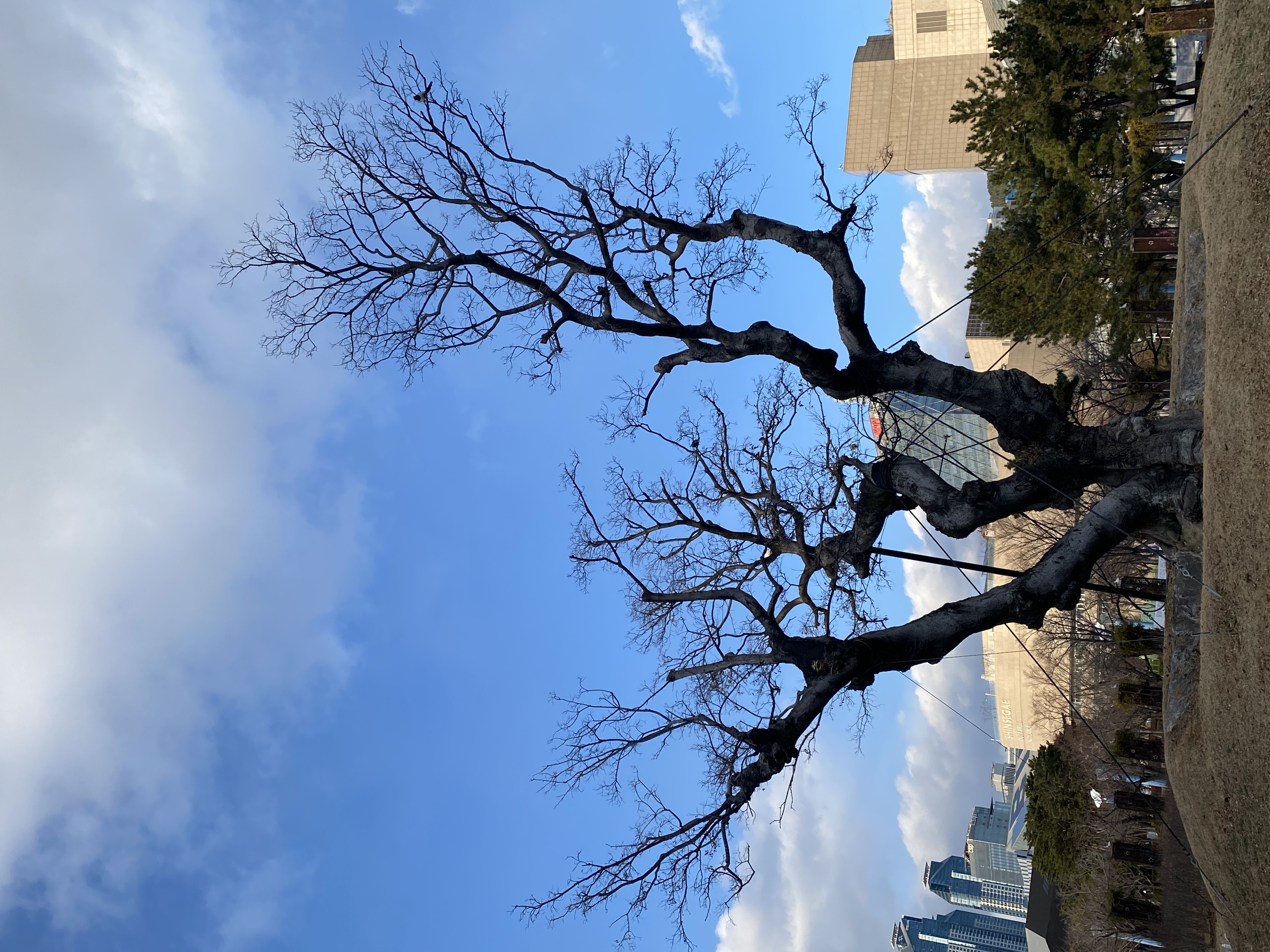 <해운대의 나무> 수영강 팽나무