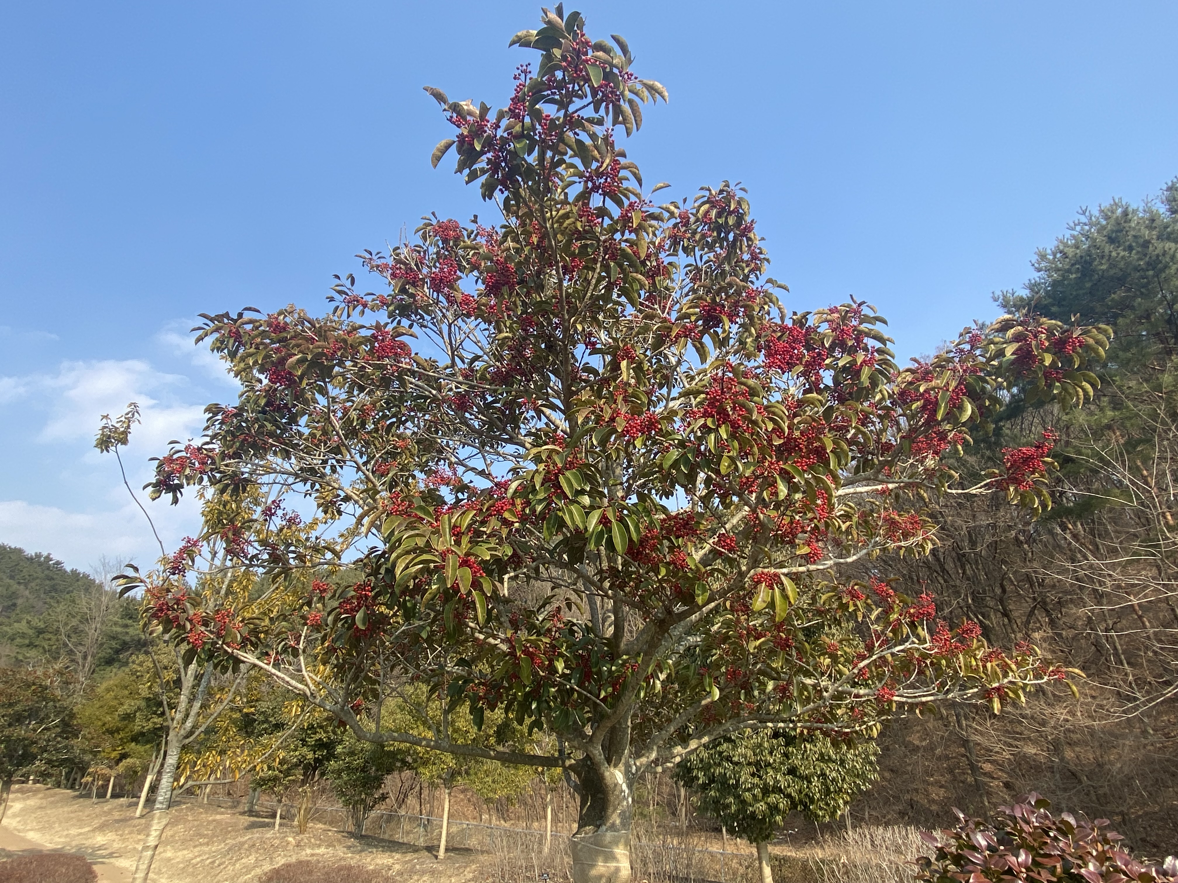 <해운대의 나무> 해운대수목원 먼나무
