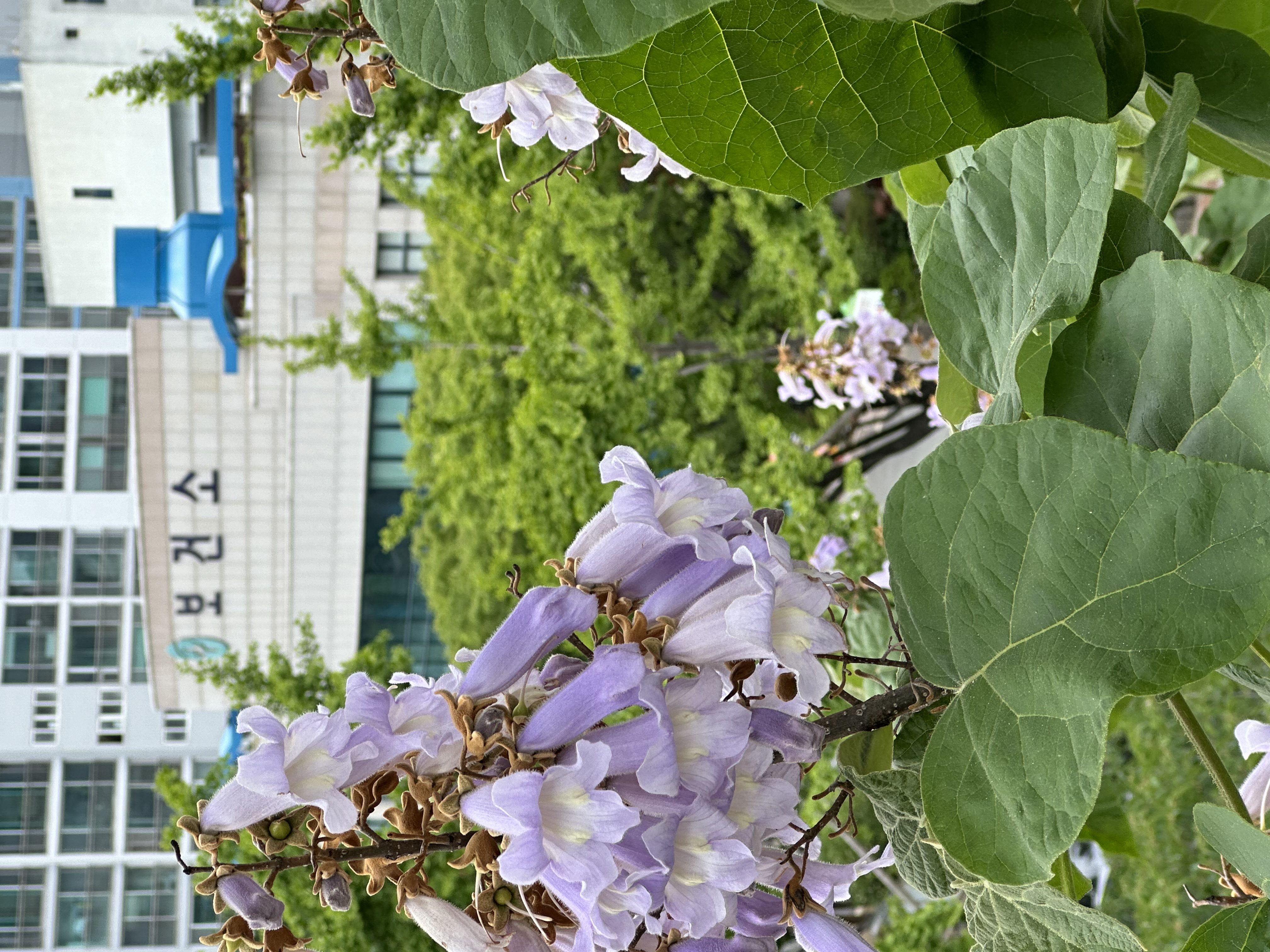 <해운대의 나무> 해운대구보건소 오동나무