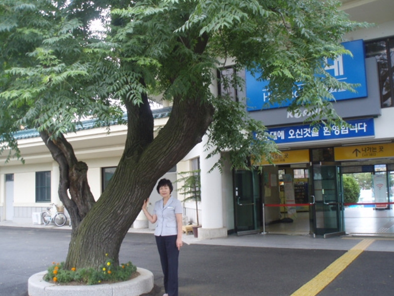 해운대역 명물 멀구슬나무