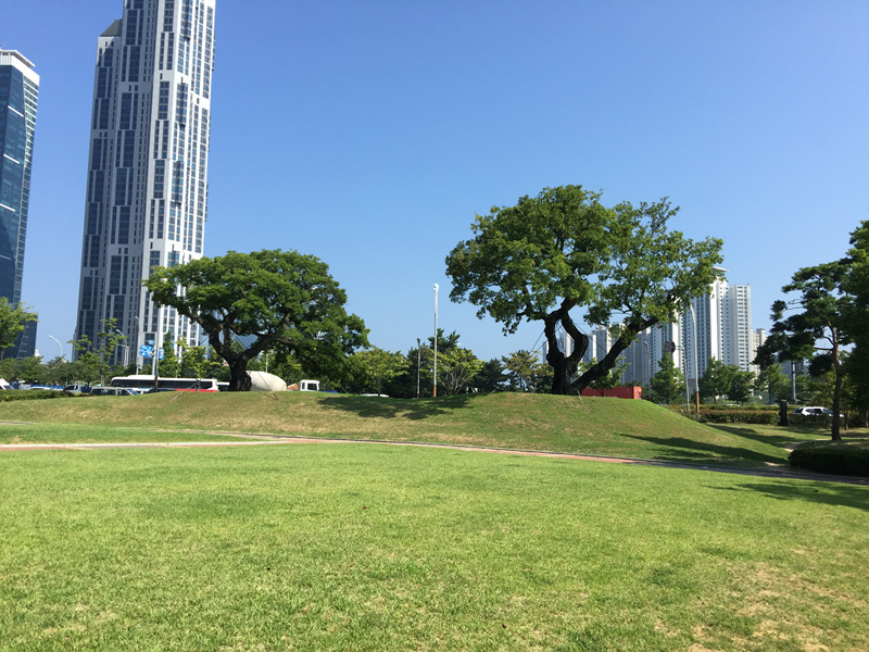 박병곤의 해운대 이야기 - 나루공원 팽나무