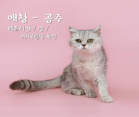 [고양이-페르시안] 공주(입양완료)