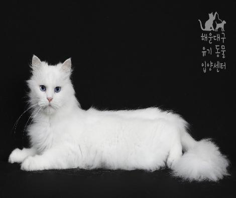 [고양이-터키쉬앙고라] 라온(입양완료)