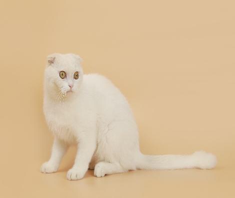 [고양이-스코티시폴드]꾹꾸기(입양완료)