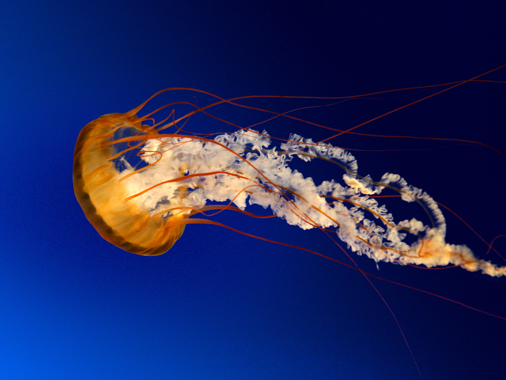 jellyfish다
